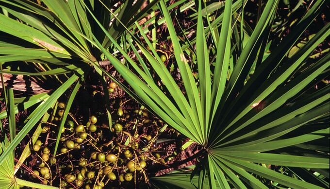 Extract de palmier Sabal în RevitaProst