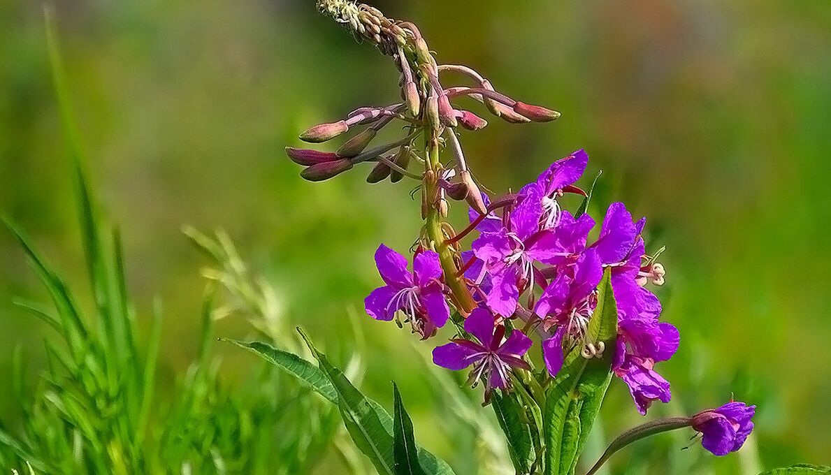 Fireweed în RevitaProst